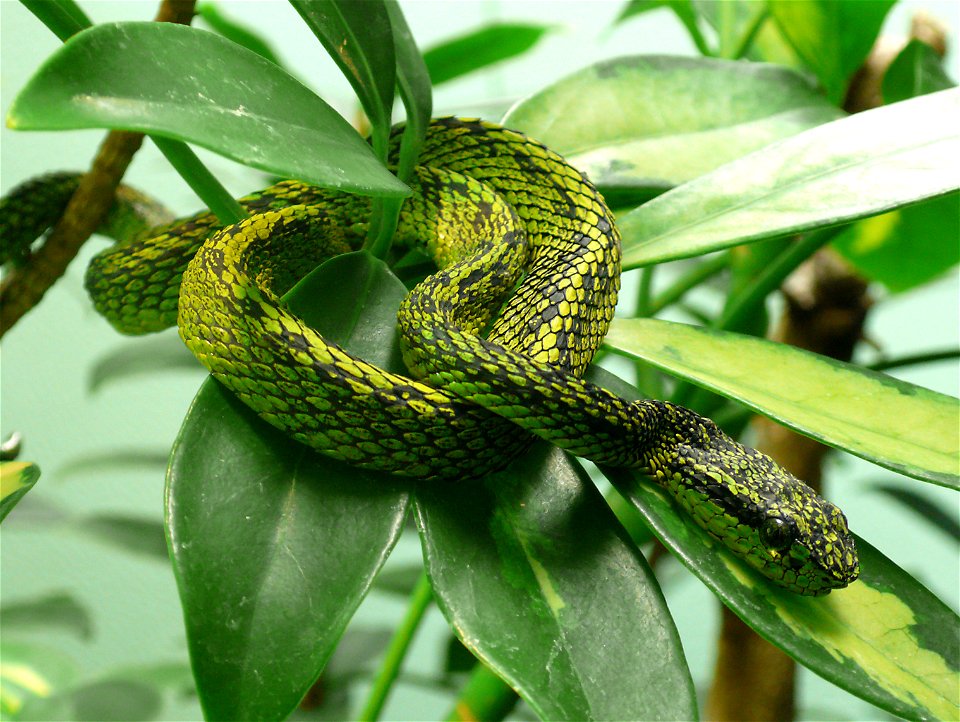 Black-speckled palm-pitviper (Bothriechis nigroviridis)
