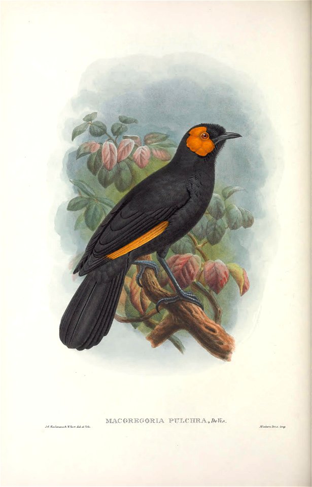 Macgregoria pulchra - Monograph of the Paradiseidae, or Birds of Paradise, and Ptilonorhynchidae, or Bower-birds. v.2 (1891-1898).