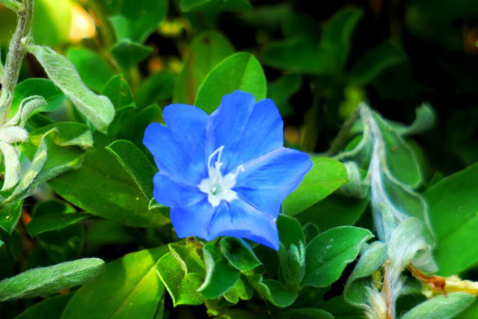Hua xie blue natural
