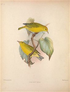 Himatione parva from The Birds of the Sandwich Islands