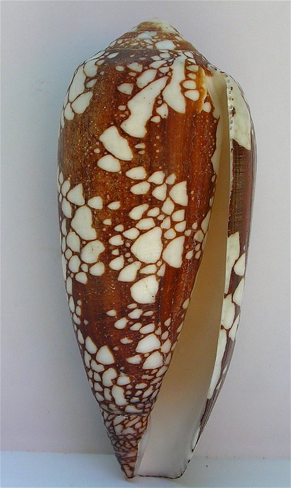 Conus aulicus Linnaeus, 1758 ; Papua New Guinea