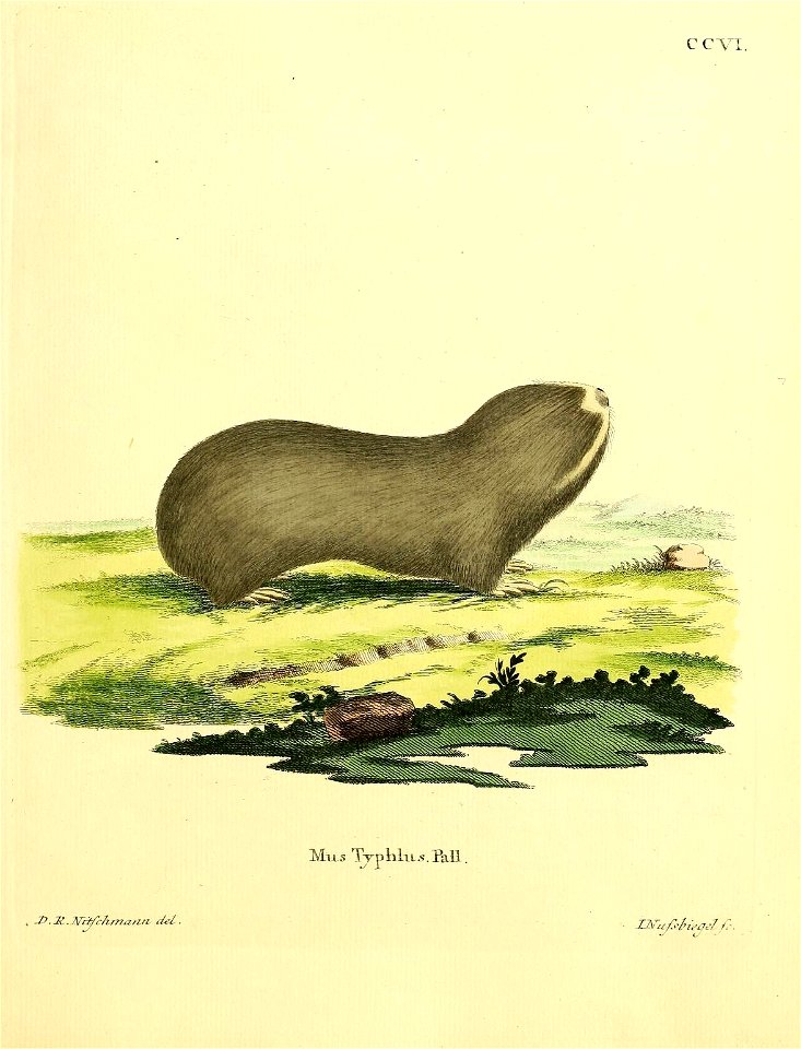 C CYI. 

Mus typhlus Pall. = Spalax typhlus Pallas, 1779 = Spalax microphthalmus Guldenstaedt, 1770