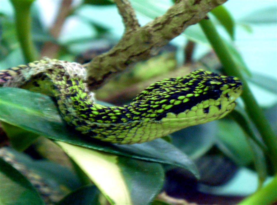 Black-speckled palm-pitviper (Bothriechis nigroviridis)