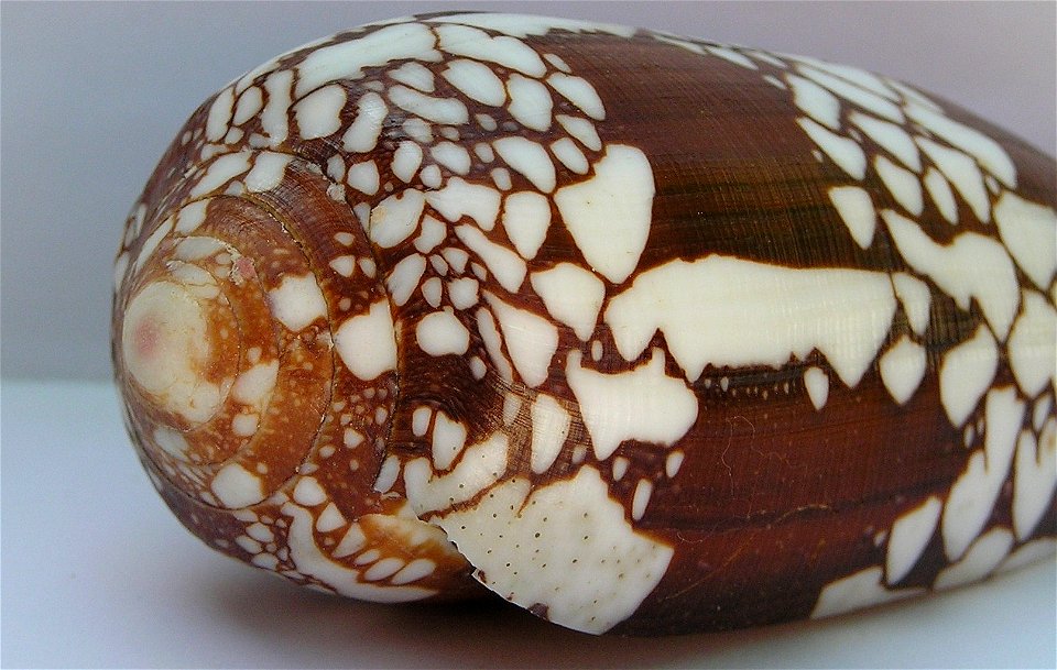Conus aulicus Linnaeus, 1758 ; Papua New Guinea