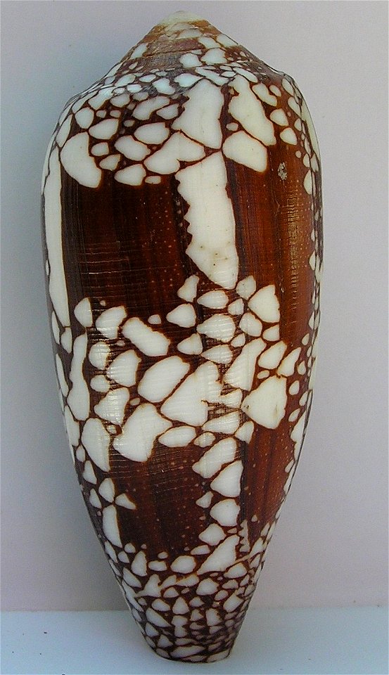 Conus aulicus Linnaeus, 1758 ; Papua New Guinea