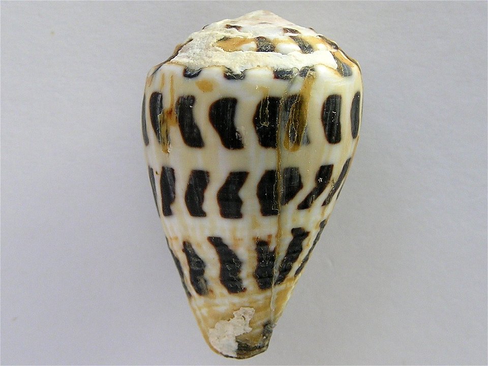 Conus ebraeus Linnaeus, 1758 ; Moluccas
