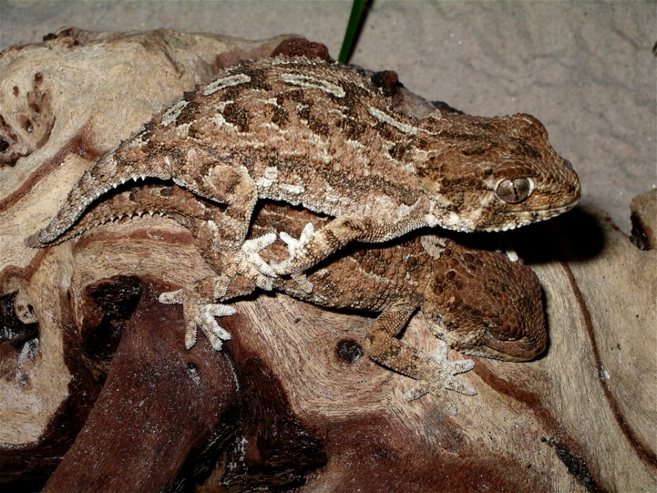 Hjälmgecko - Tarentola chazaliae