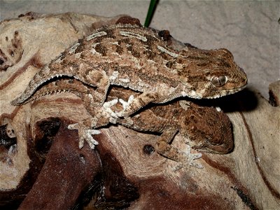 Hjälmgecko - Tarentola chazaliae