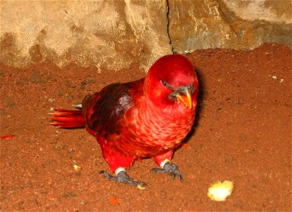Cardinal Lory (Chalcopsitta cardinalis) at Loro Parque (Spain, Tenerife)