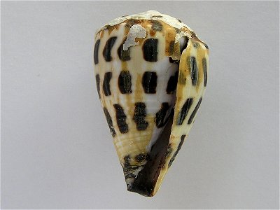 Conus ebraeus Linnaeus, 1758 ; Moluccas