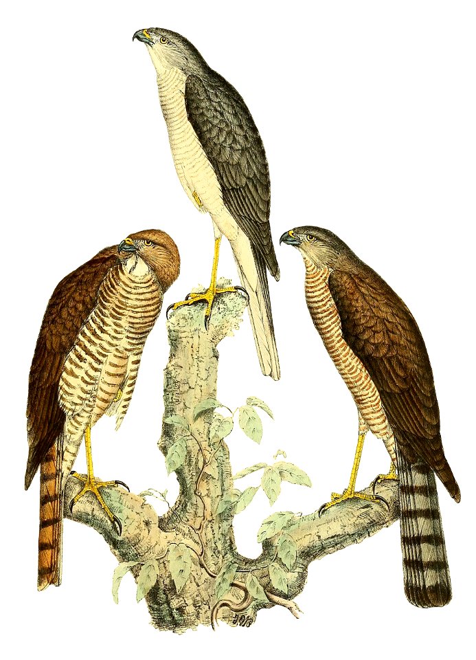 Nisus francesi = Accipiter francesiae (Frances's Sparrowhawk)