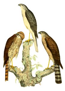 Nisus francesi = Accipiter francesiae (Frances's Sparrowhawk)