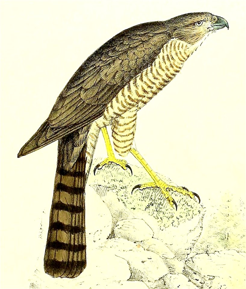 Nisus moreli = Accipiter francesiae (Frances's Sparrowhawk), male
