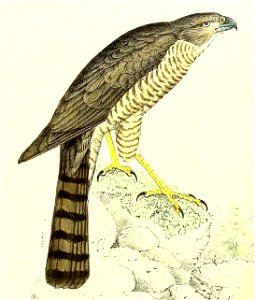 Nisus moreli = Accipiter francesiae (Frances's Sparrowhawk), male