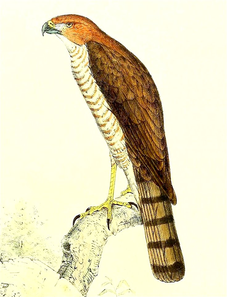 Nisus brutus = Accipiter francesiae brutus (Subspecies of Frances's Sparrowhawk), adult female