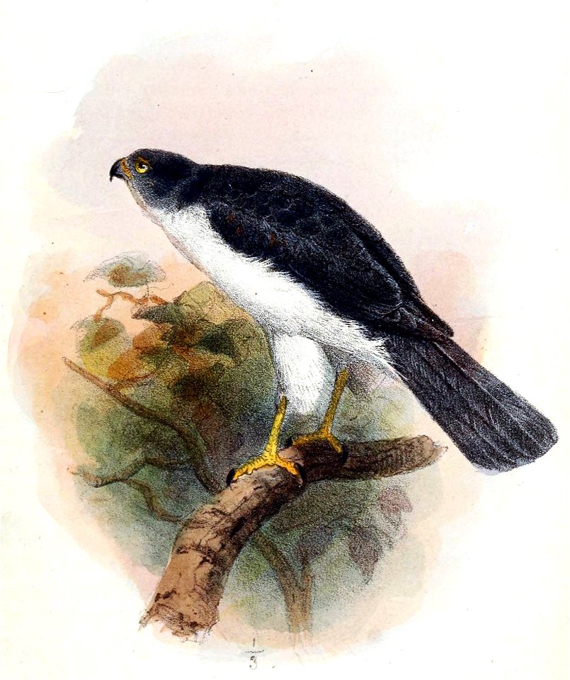 English:  « Accipiter francesi » = Accipiter francesiae pusillus (Subspecies of Frances's Sparrowhawk) from Joanna IslandFrançais :  « Accipiter francesi »