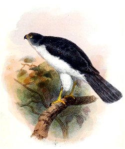 English: « Accipiter francesi » = Accipiter francesiae pusillus (Subspecies of Frances's Sparrowhawk) from Joanna IslandFrançais : « Accipiter francesi » photo