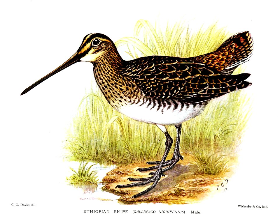Gallinago nigripennis