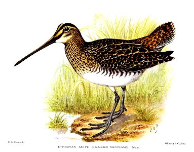 Gallinago nigripennis