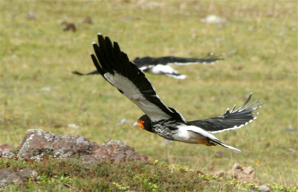 Carunculated Caracara photographed by Tad Boniecki in February 2007, Cotopaxi National Park (Ecuador) at 3750 metres altitude.