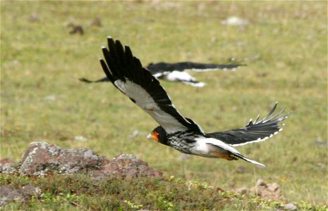 Carunculated Caracara photographed by Tad Boniecki in February 2007, Cotopaxi National Park (Ecuador) at 3750 metres altitude.