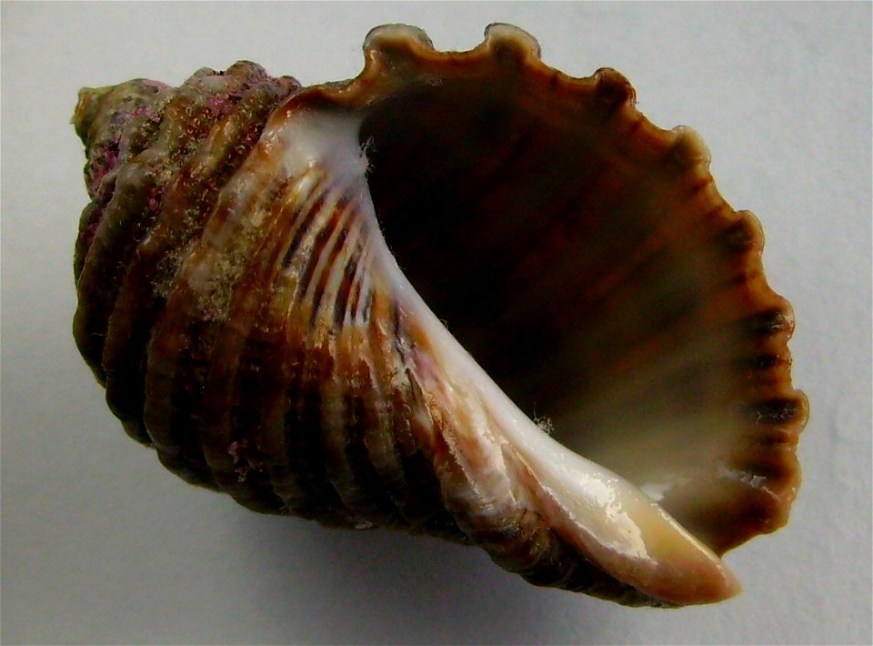 Dicathais orbita (underside) from Whangarei Heads, New Zealand.




Public domainPublic domainfalsefalse





This work has been released into the  by its author, Graham Bould. This applies worldwide.