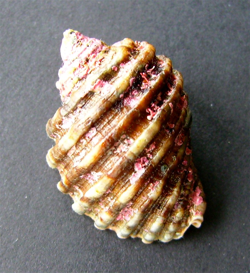 Dicathais orbita from Whangarei Heads, New Zealand.




Public domainPublic domainfalsefalse





This work has been released into the  by its author, Graham Bould. This applies worldwide.In some coun