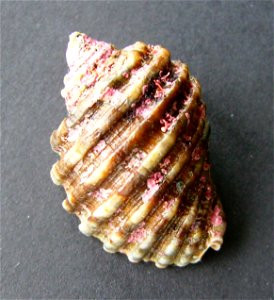 Dicathais orbita from Whangarei Heads, New Zealand.




Public domainPublic domainfalsefalse





This work has been released into the  by its author, Graham Bould. This applies worldwide.In some coun