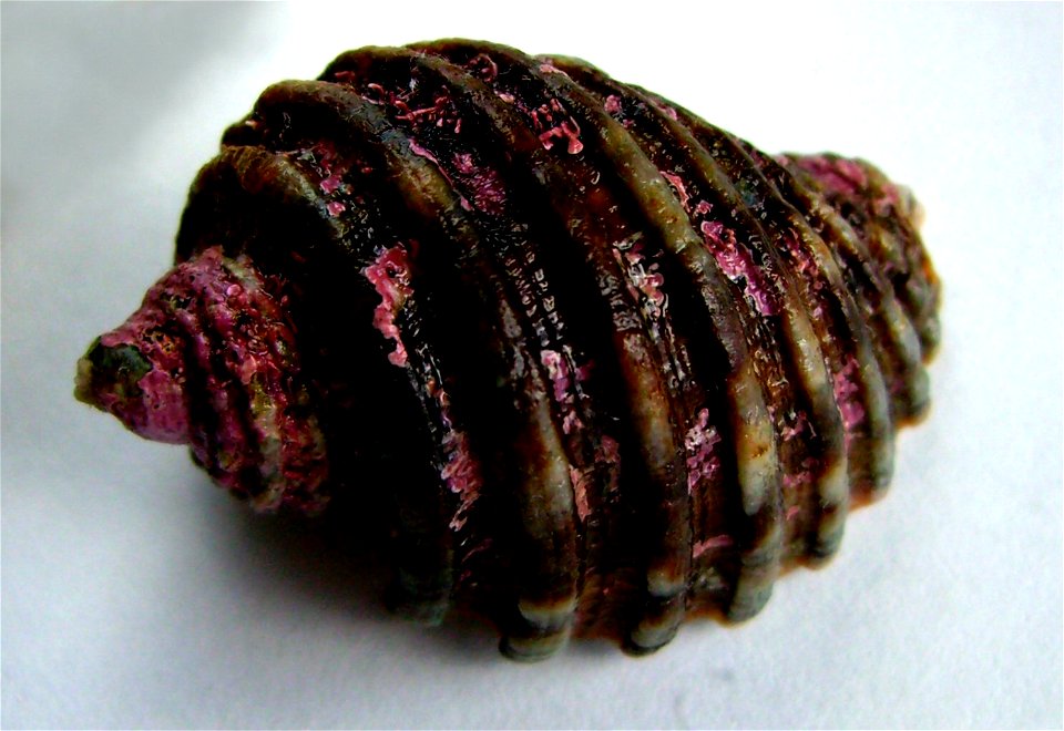 Dicathais orbita from Whangarei Heads, New Zealand.




Public domainPublic domainfalsefalse





This work has been released into the  by its author, Graham Bould. This applies worldwide.In some coun