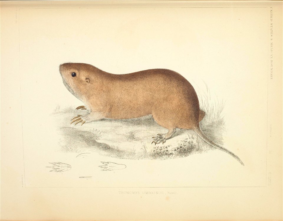 Mammals of North America; the description of species based chiefly on the collections in the Museum of the Smithsonian Institution.