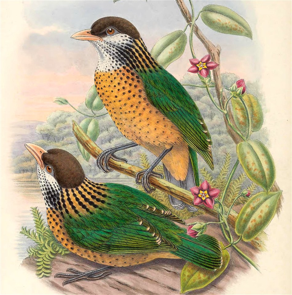Ailuroedus stonii - Monograph of the Paradiseidae, or Birds of Paradise, and Ptilonorhynchidae, or Bower-birds. v.2 (1891-1898).