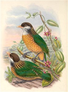 Ailuroedus stonii - Monograph of the Paradiseidae, or Birds of Paradise, and Ptilonorhynchidae, or Bower-birds. v.2 (1891-1898).
