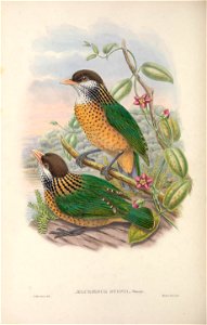 Ailuroedus stonii - Monograph of the Paradiseidae, or Birds of Paradise, and Ptilonorhynchidae, or Bower-birds. v.2 (1891-1898).