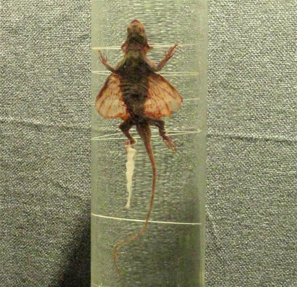 Preserved specimens in the Kunming Natural History Museum of Zoology (昆明动物博物馆), Kunming, Yunnan, China.