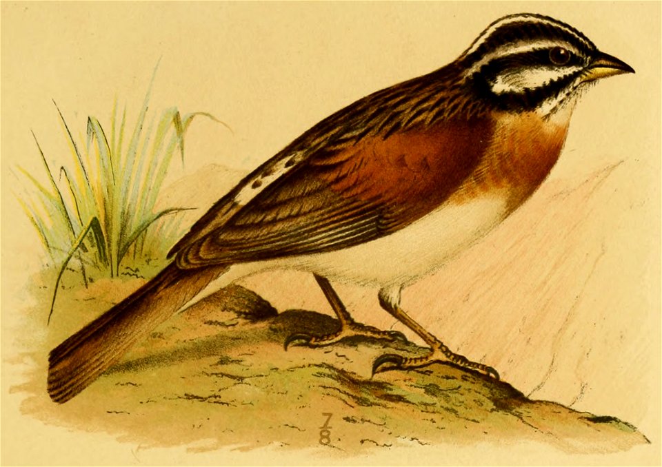 Socotra Bunting, from The Natural History of Sokotra and Abd-el-Kuri