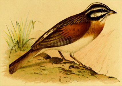Socotra Bunting, from The Natural History of Sokotra and Abd-el-Kuri