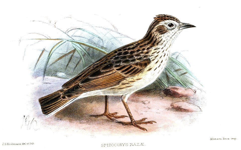 Spizocorys razae=Alauda razae