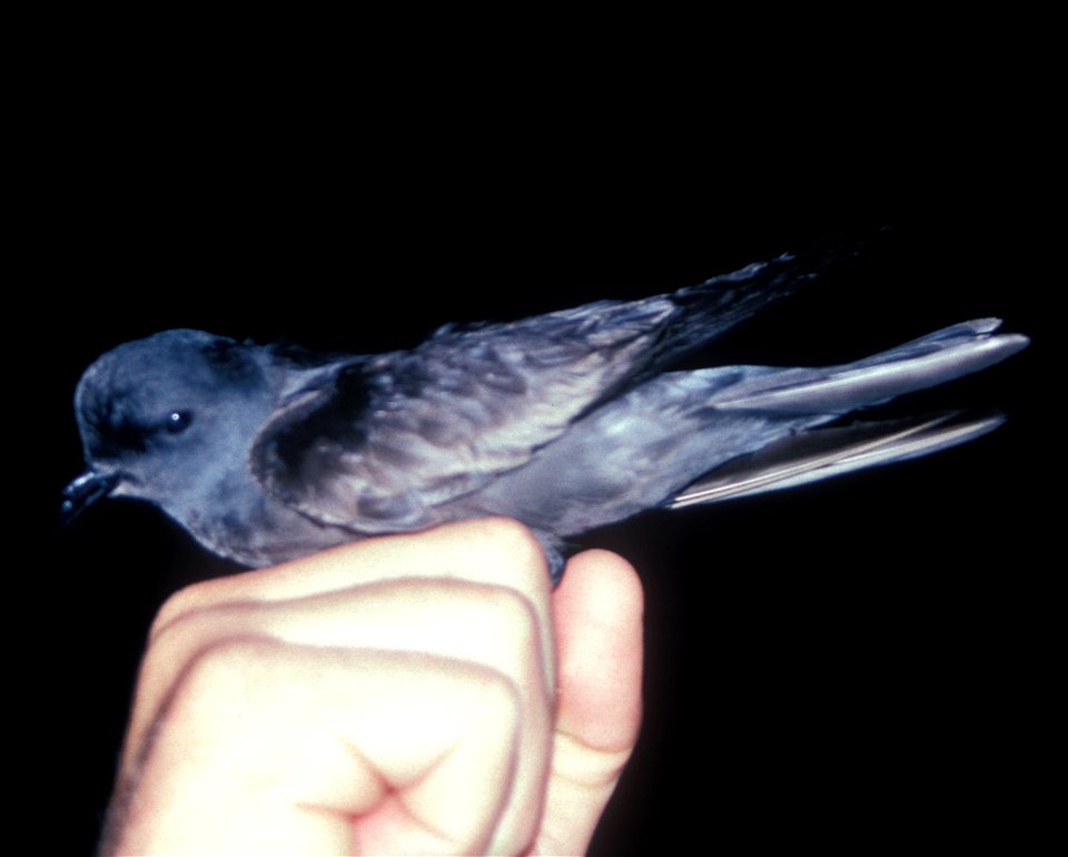 Ashy storm petrel (Oceanodroma homochroa)
