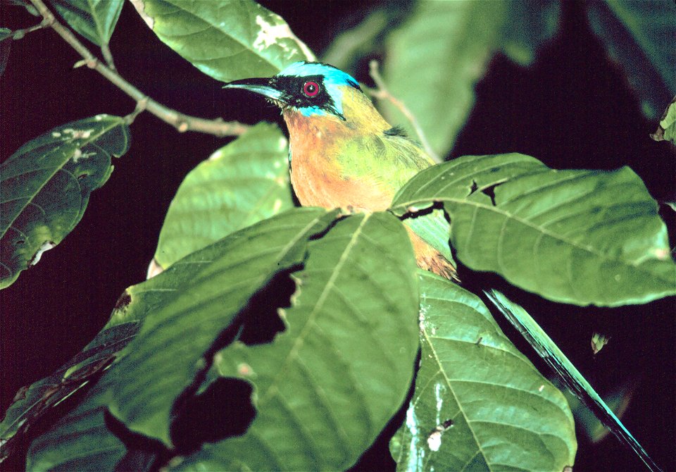 A motmot bird who thought he'd found a quiet place to roost for the night, in Charlotteville, Tobago.
