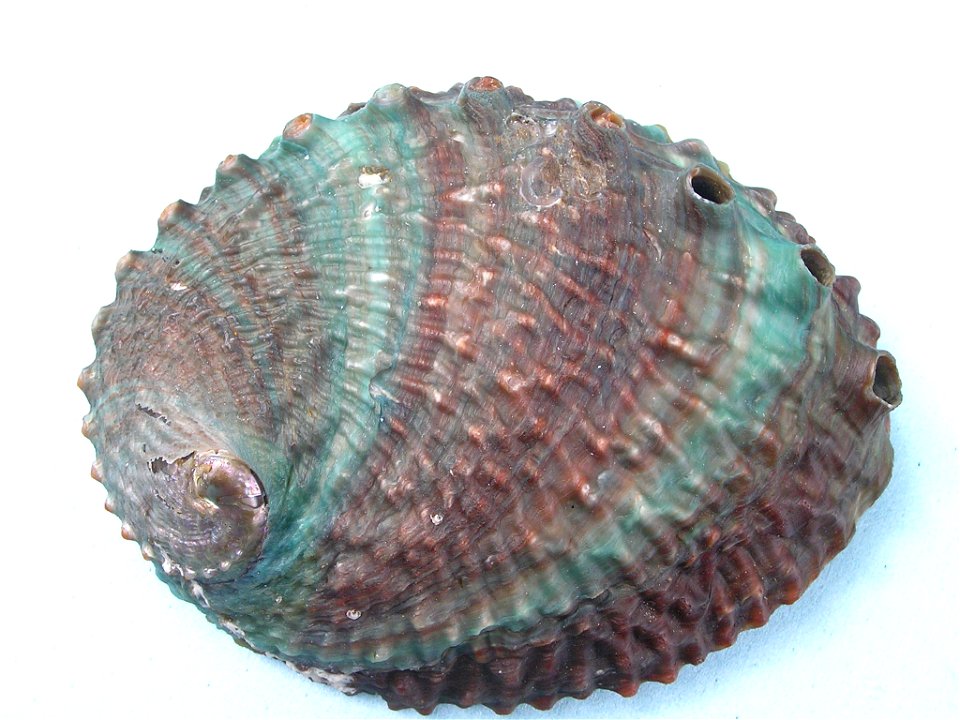 Dorsal view of a shell of H. corrugata
