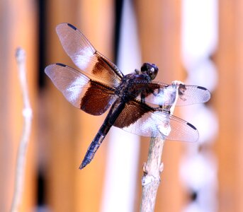 Dragon fly insect wings photo