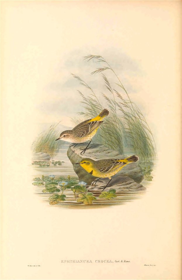 Epthianura crocea in The birds of New Guinea and the adjacent Papuan islands, including many new species recently discovered in Australia. v.3 (Plate 14).
