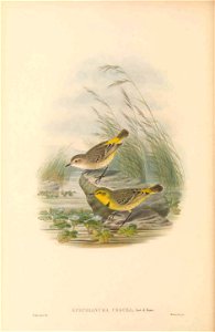 Epthianura crocea in The birds of New Guinea and the adjacent Papuan islands, including many new species recently discovered in Australia. v.3 (Plate 14).