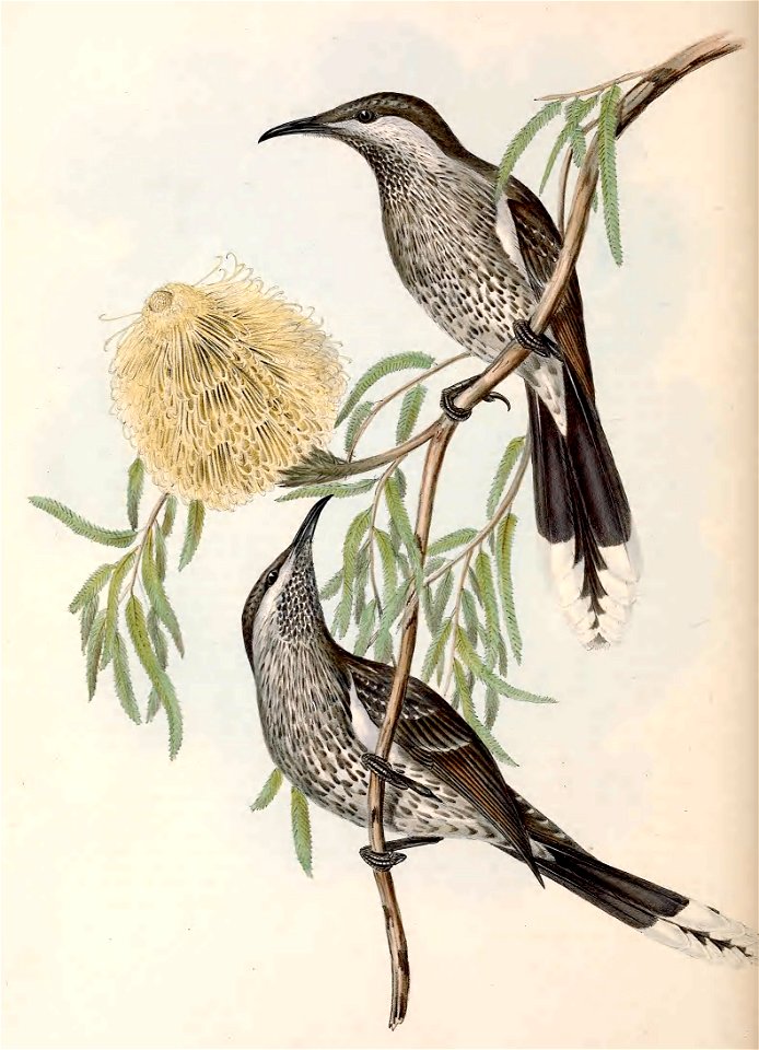 Illustration to entry on Anthochaera lunulata in Birds of Australia Gould vol 4 plate 57