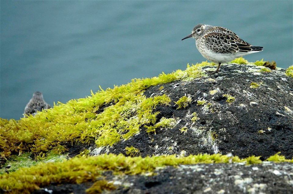 rock sandpiper on St. Paul Island, Alaska