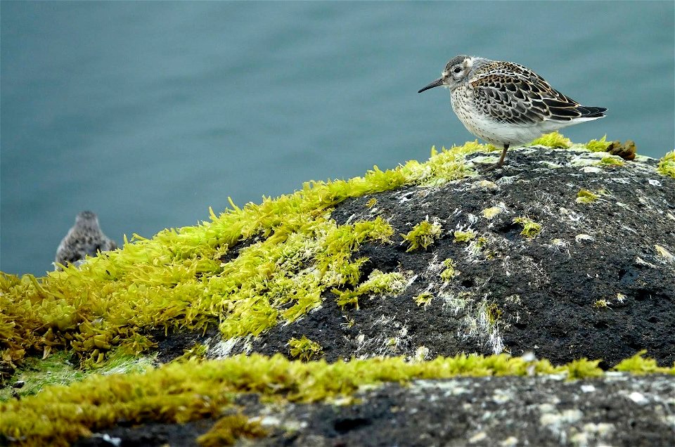 rock sandpiper on St. Paul Island, Alaska photo