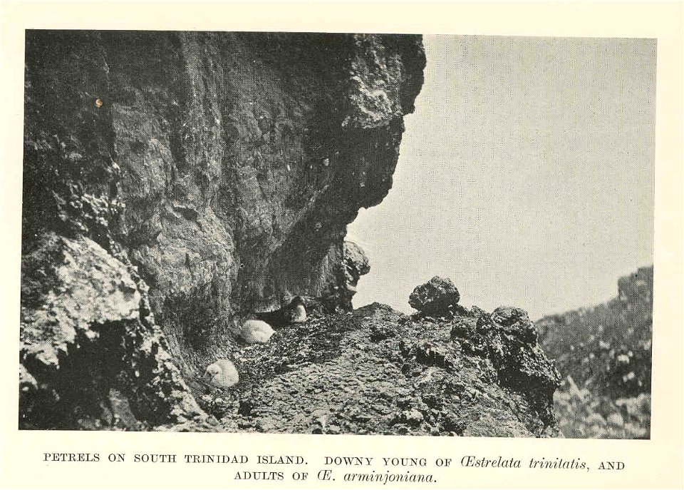 Petrels on South Trinidad Island, Downy Young of (Estrelata trinilatis, and Adults of (E. arminjoniana
Subject: Petrels
Tag: Water Birds