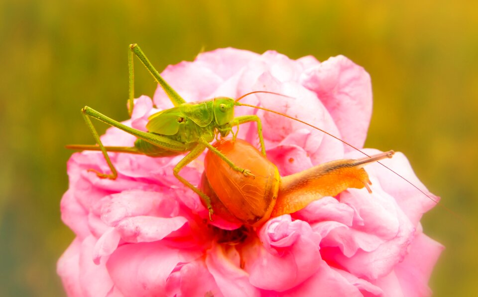 Snail rose animals