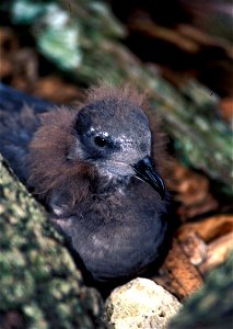 A young Kermadec Petrel fledgling on Ducie atoll