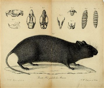 Het geslacht der muizen door Linnaeus opgesteld : volgens de tegenswoordige toestand der wetenschap in familien, geslachten en soorten verdeeld /